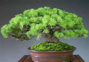 菌根粉提升抗病力