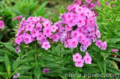 福禄考，花语里的秘密