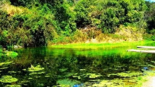 来凤山国家森林公园的来凤藤茶基地，这里的藤茶品质怎么样？