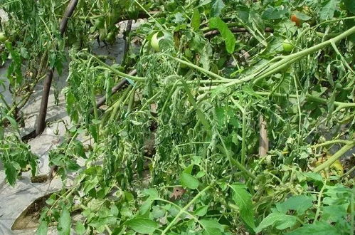 家庭小配方， 轻松防治病虫害