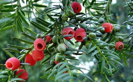 红豆杉的绿色魅力