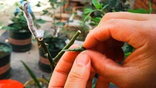 原生苗：老树发新芽