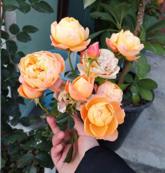 苗情不同， 施肥也不同