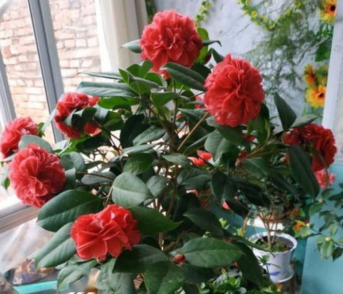 茶花主干过长，如何巧妙拆分