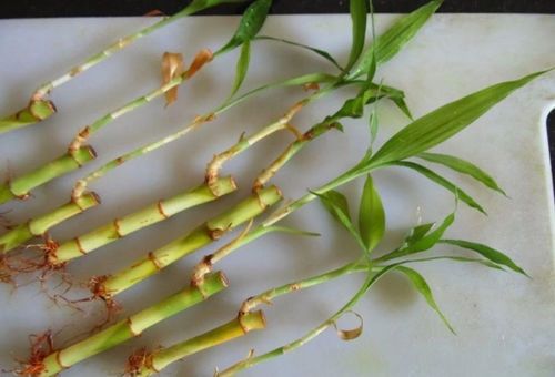 重新栽植：土培还是水培，你选哪个？