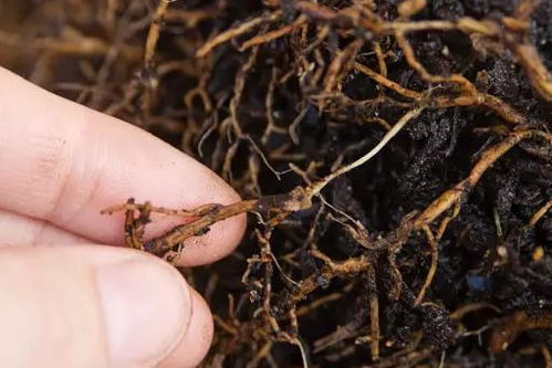 南方湿热区闭眼入的三大金刚