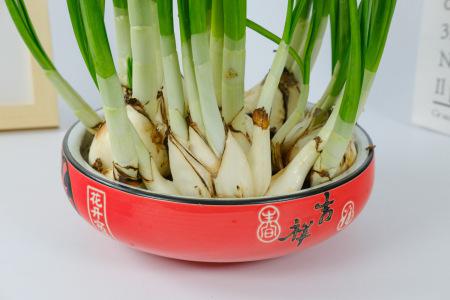 水仙花叶子太长怎么办？如何有效修剪