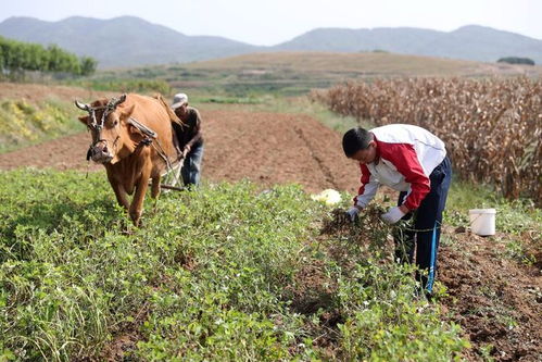 高速两边50米内不嫩种庄稼，而是要绿化？这其中的原因竟然如此重要！