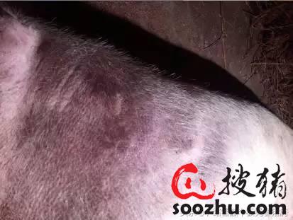 紫药水除了消毒，还Neng治疗猪病？这6个妙用你了解吗？