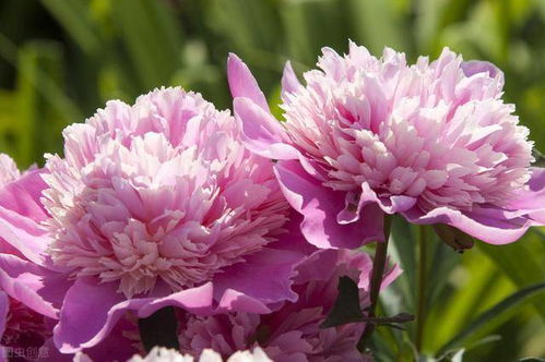 冷库里的花种：剑兰——真正的花中贵族