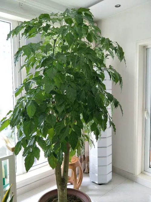 幸福树冬天掉叶子是正常现象吗？还是表示树出现了健康问题