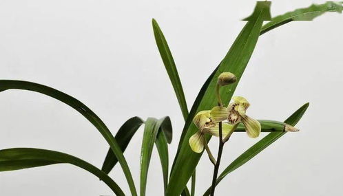 九、 兰花的养护要点