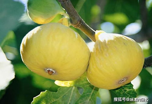 无花果果实类型多样，探究其种类差异及食用特点