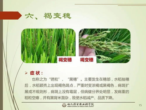 添加红糖提高防效