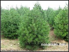 白皮松比雪松贵？为什么