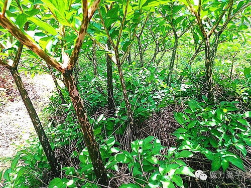 新手种植指南：八月播种的保命口诀