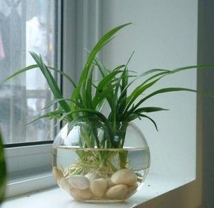 水培植物的养护要点