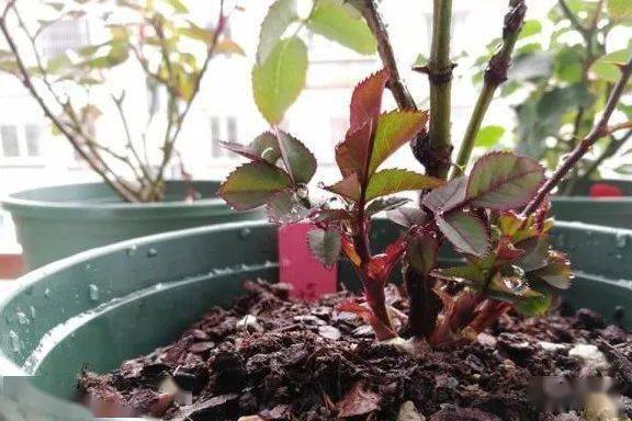 生根才是关键， 笋芽自然长