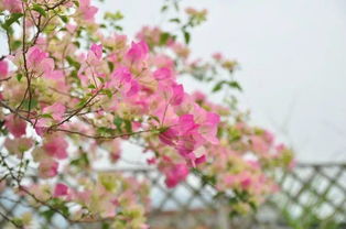 三角梅，阳光下的清雅