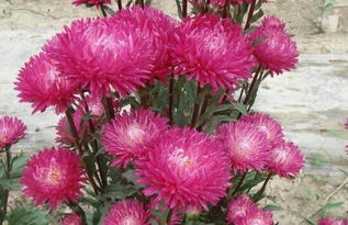 翠菊种植小知识：季节选择大揭秘