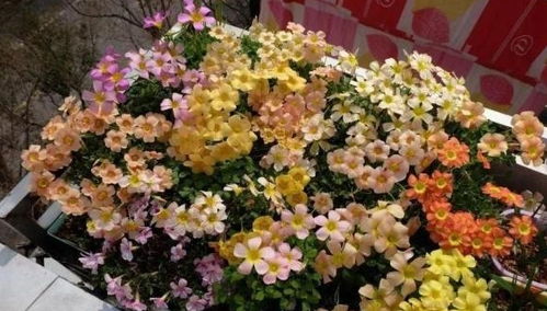 初恋花养爆盆秘籍，打造爆款园艺新宠