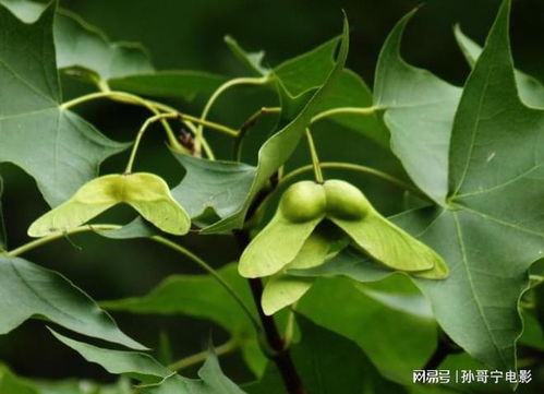 地域差异与种植成本