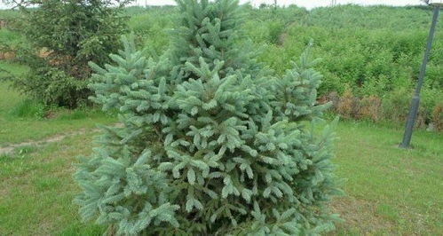 云杉：这个名字背后的故事