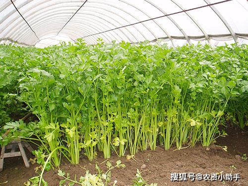 大葱和玉米：防治根结线虫的黄金搭档