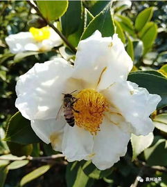 如何破解保花保果难题？