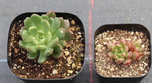 土壤配置：透气性和排水性