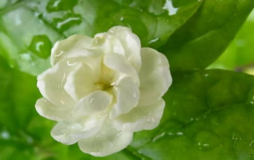 “茉莉花添几滴营养液，花开更艳