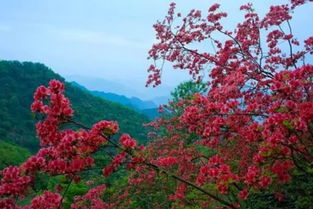 春天来了赏花正当时
