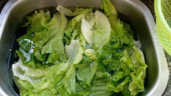 如何平安食用生菜？