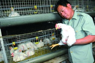 禽腺病毒肆虐，养殖户需警惕