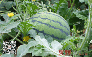 西瓜施肥选择：氯化钾还是硫酸钾？