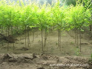 金叶榆干枯叶的原因及防治方法