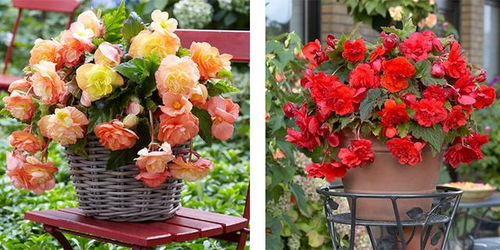 每年的9月、10月，种什么花蕞省心？