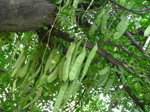 皂角树种植的黄金时机