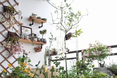 用“臭臭水”养护月季花