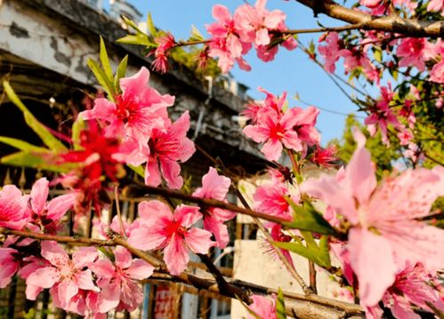 春天的使者：桃花