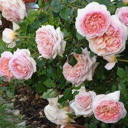 亚伯拉罕·达比：神秘而高贵