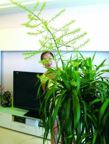 实测数据：龙血树的神奇力量