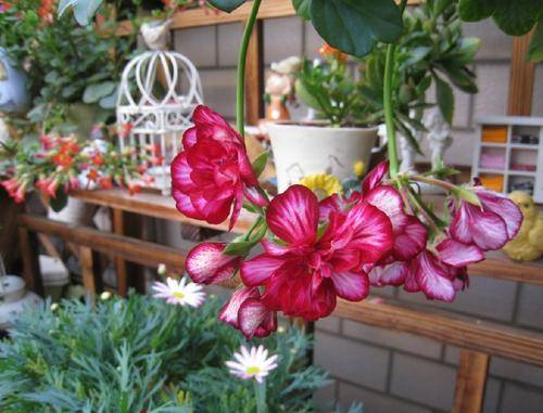 海棠虫害防治的注意事项