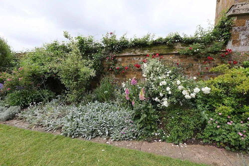 ：老墙变花园， 选花有讲究