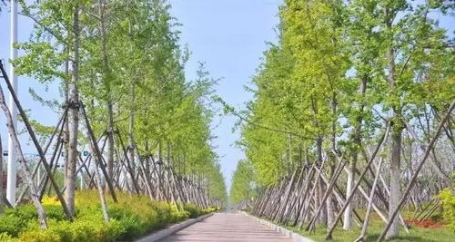 “什么时候种植郁金香种球？郁金香的最佳种植时间和方法是什么