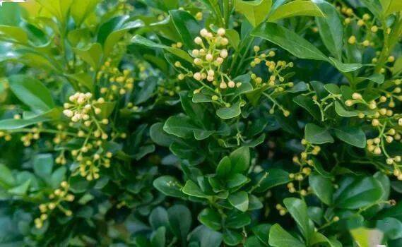 冬青的生命力：绿意常在