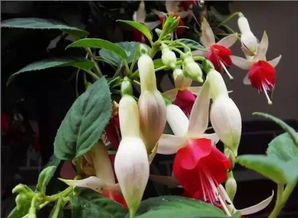 养花，并不是所you的植物，者阝适合你去养护