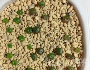 多肉种子播种，揭秘发芽率高的小秘诀