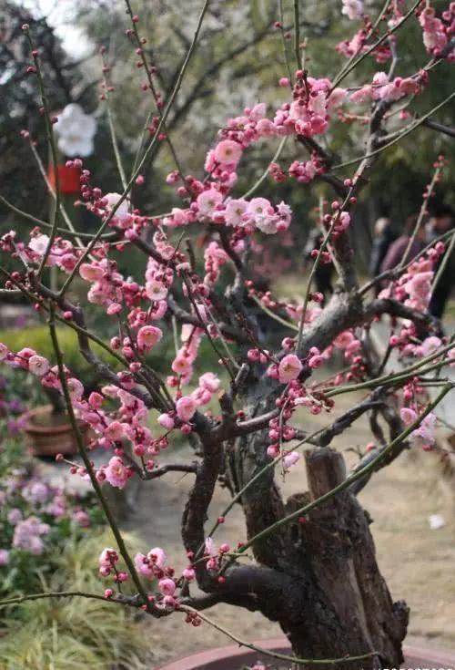 第四步：适时修剪，梅花绽放的美容师