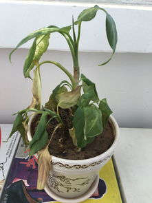 冷水花乱糟糟？枯萎救活攻略！